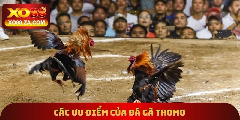 Các ưu điểm của đá gà Thomo