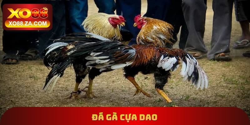 Đá Gà Cựa Dao Xo88 - Trang Bị Vũ Khí Để Gia Tăng Sát Thương 3 Đá Gà Cựa Dao