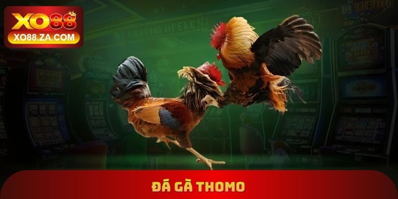 Đá Gà Thomo Xo88 - Đánh Giá Các Ưu Điểm Hấp Dẫn Khác Nhau 2 Đá Gà Thomo