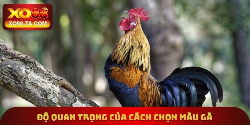 Cách Chọn Màu Gà Xo88 - Tìm Hiểu Cách Lựa Chọn Chính Xác 2 Độ quan trọng của cách chọn màu gà