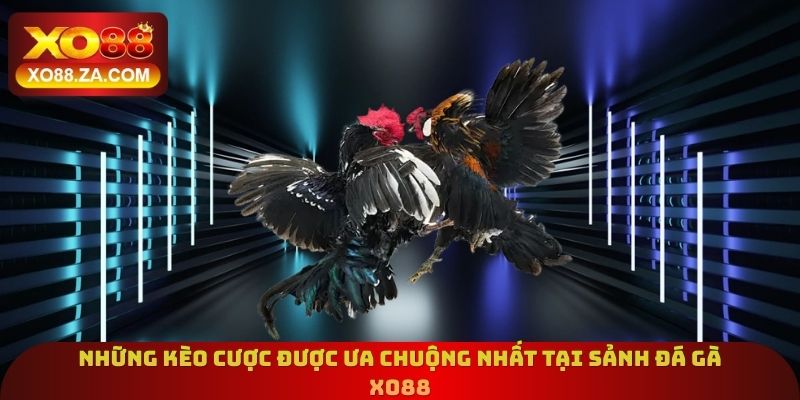 Những kèo cược được ưa chuộng nhất tại sảnh đá gà Xo88