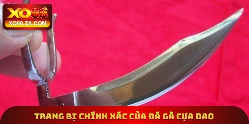 Trang bị chính xác của đá gà cựa dao