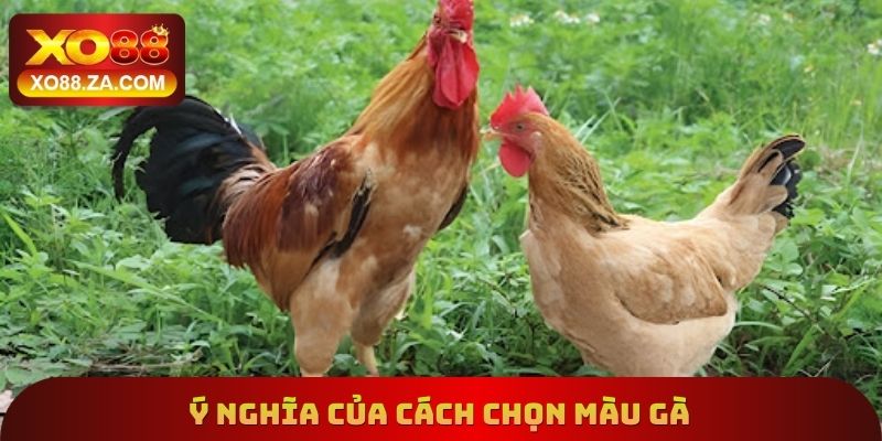 Cách Chọn Màu Gà Xo88 - Tìm Hiểu Cách Lựa Chọn Chính Xác 4 Ý nghĩa của cách chọn màu gà